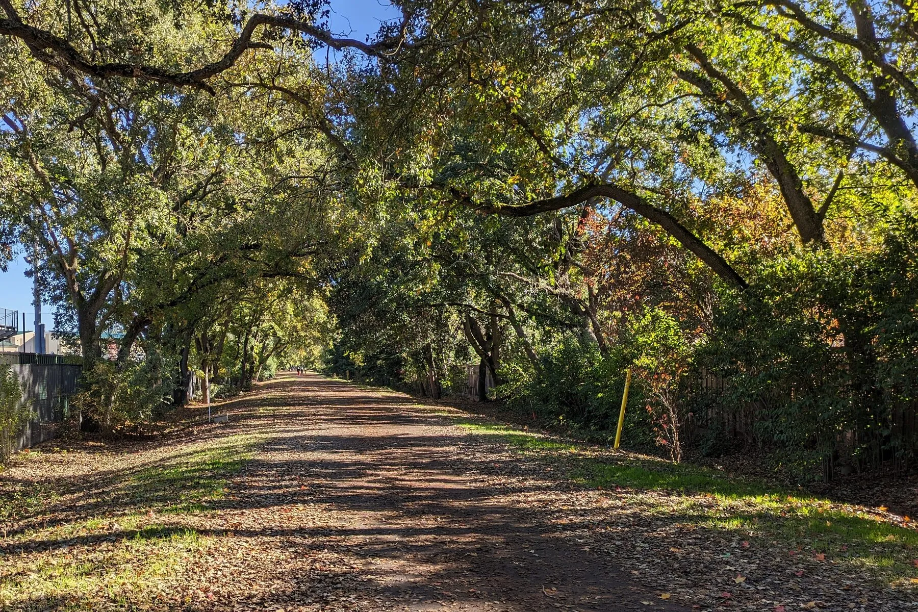 Late afternoon light through the oak canopy over the Iron Horse Regional Trail in Danville, the gravel path running north between fence lines.