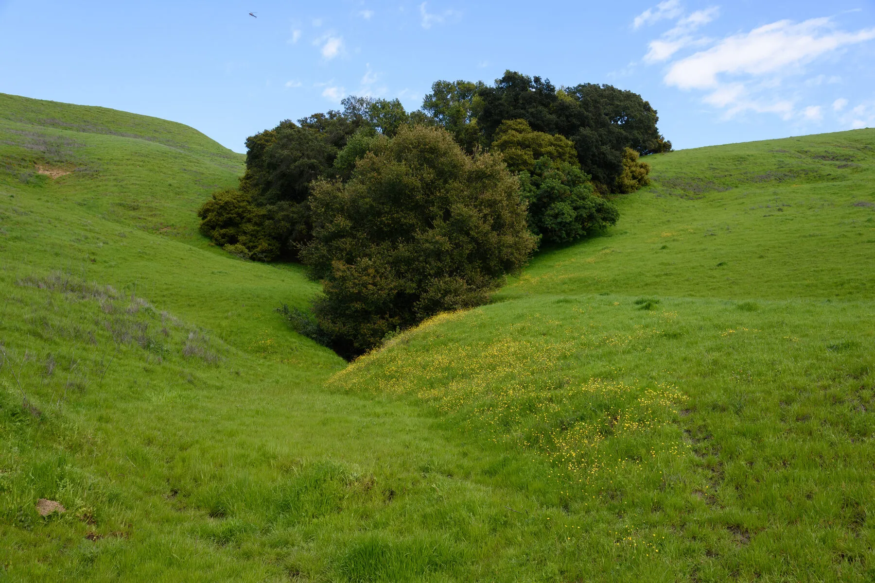 An oak grove in the fold of green hills in the East Bay.