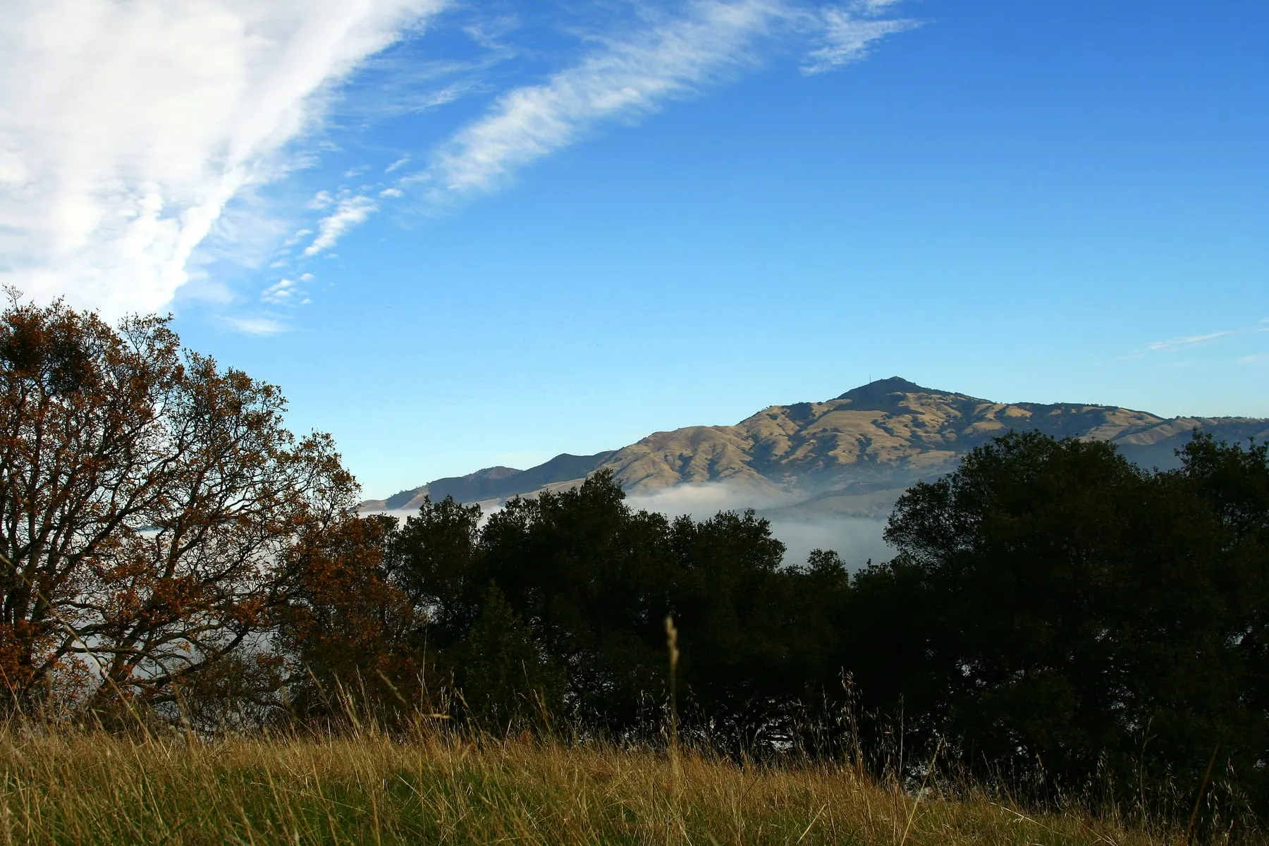Mount Diablo rising above a fog-filled valley, framed by oaks on the Las Trampas ridge.