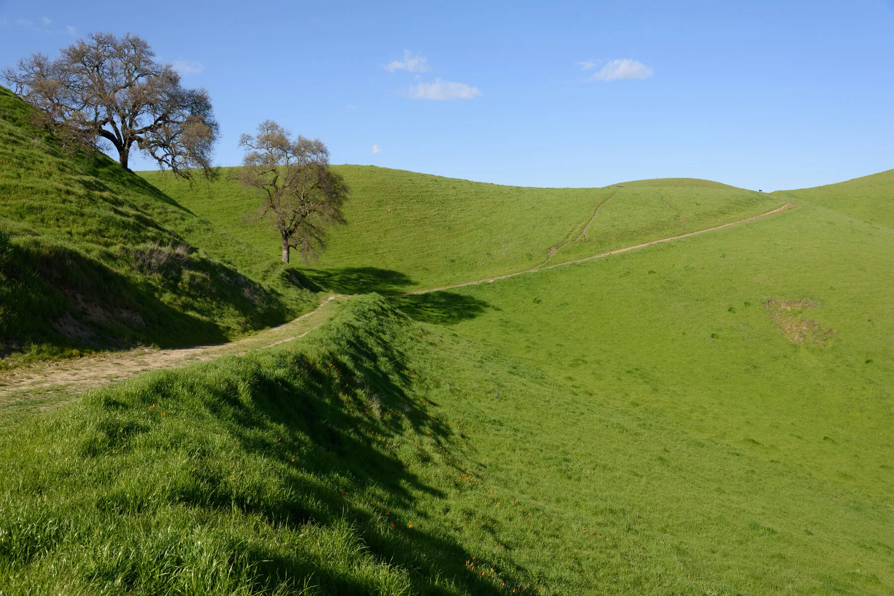 A lone oak on a green ridge in Briones Regional Park, with a trail running along the crest.